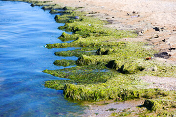 Rotting algae was thrown to the shore of the reservoir. Environmental pollution problem. Beach pollution. Eco Disaster.
