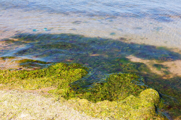Rotting algae was thrown to the shore of the reservoir. Environmental pollution problem. Beach pollution. Eco Disaster.