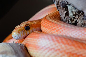 Super macro close up of pet orange corn snakes face and eye.
