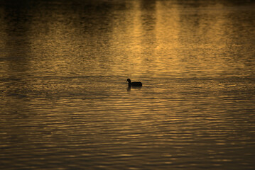 lonely duck in the lake with sunset lights.