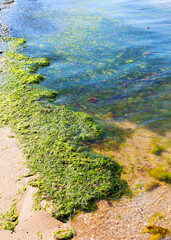 Rotting algae was thrown to the shore of the reservoir. Environmental pollution problem. Beach pollution. Eco Disaster.