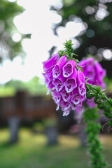 Pink purple foxglove meadow flower close-up © Charlene