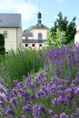 Fototapeta na wymiar Lavender field in the garden of Kuks castle 