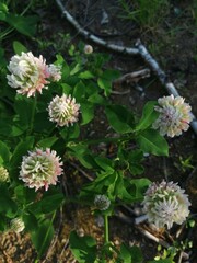 White clover flowers field in summer, shallow depth of field