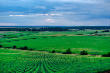 Fototapeta na wymiar Green crops with green field and blue sky