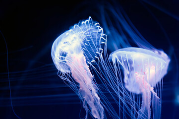 Amakusa jellyfishes (Sanderia malayensis) closeup