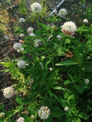 White clover flowers field in summer, shallow depth of field
