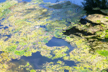 Rotting algae was thrown to the shore of the reservoir. Environmental pollution problem. Beach pollution. Eco Disaster.