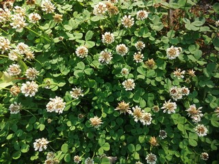 White clover flowers field in summer, shallow depth of field