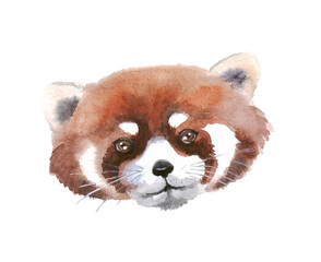 Watercolor cute red panda on the white background