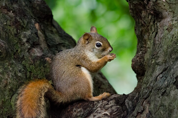 American Red Squirrel in the crook of a tree