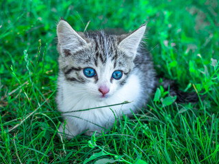 Naklejka na ściany i meble Little cute white and grey kitten with green eyes sits on the grass in summer