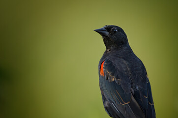 Red-winged Blackbird moody green background