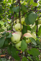 Branches of apple tree bent under weight of bountiful harvest