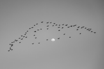 Freedom
