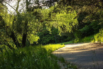 Path for a walk under the trees in the park at sunset