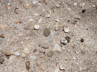 Top view of seashells on the sand on a sunny day. Natural background of marine nature. Sea vacation concept. Copy space. Flat lay.