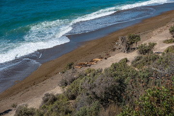 Seashore landscape with a lot of wildlife at peninsula Valdes, Patagonia, Argentina