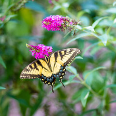 Fototapeta na wymiar Butterfly Bush