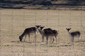 The view of deers peacefully grazing on a field in Gripsholms Hjorthage, Sweden.