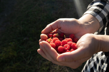 The girl collects berries, raspberries in the hands of the girl. gifts of nature