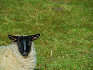Obraz premium One sheep with black head looking at the camera, Blurred green grass in the background.