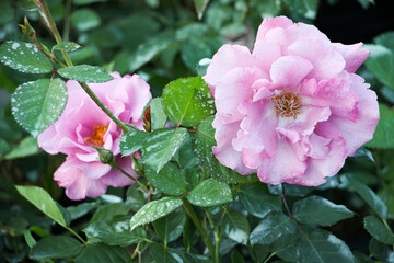 Obraz premium Beautiful pink rose flower