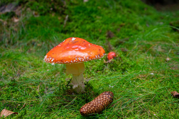 Amanita muscaria fly agaric poisonous mushroom growing in a forest, beautiful fungus with red cap with white dots