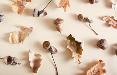 Fallen oak leaves and acorn caps on a beige background. Autumn monochrome pattern © Alina