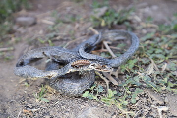 dead snake in the woods
dead animal in the nature
close of the snake
water snake non venom
closeup snake skeleton, death, animals, animal, reptile, reptiles, wild nature, wildlife, forest, garden park