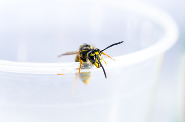 close-up of lemonade wasp that climbs on rim of plastic cup. Wasp has fallen into lemonade and is...