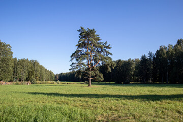 Photo Nature and architecture in the city. Beautiful views. Pushkin City, Russia