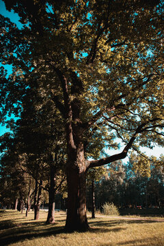 Photo Nature and architecture in the city. Beautiful views. Pushkin City, Russia