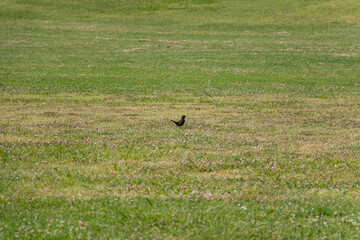 The view of blackbird on a green grass in a sunny day.