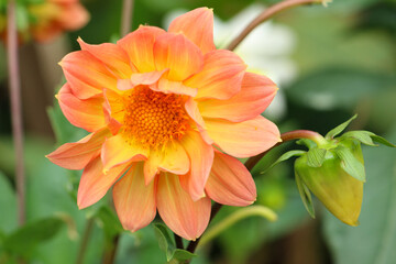 Orange flower close up