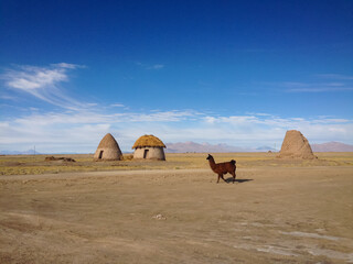 Lama Walks against Uru Indigenous Village Houses on a Clear Sunny Day