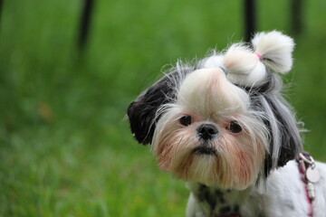 small purebred dog, shih tzu