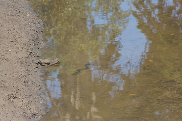 The view of a black eel in a shallow river.