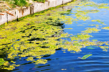 Rotting algae was thrown to the shore of the reservoir. Environmental pollution problem. Beach pollution. Eco Disaster.