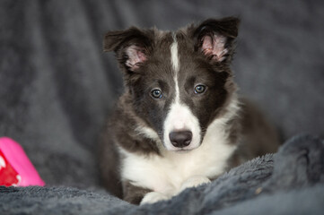 black and white dog on grey blanket 