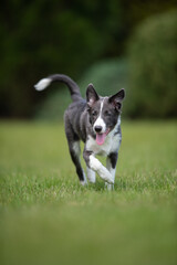 young border collie puppy playing