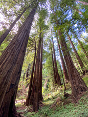 Looking up Redwood Trees, Muir Woods Ntional Monument, California