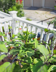 Okra Growing on Balcony in Container Garden