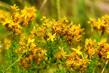 Hypericum flowers (Hypericum perforatum or St John's wort) on the meadow , selective focus on some flowers