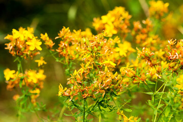 Hypericum flowers (Hypericum perforatum or St John's wort) on the meadow , selective focus on some flowers