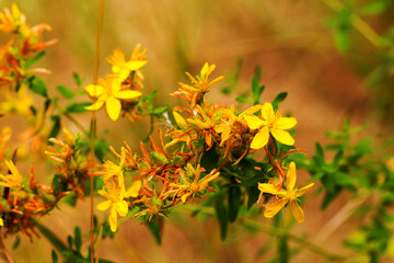 Hypericum flowers (Hypericum perforatum or St John's wort) on the meadow , selective focus on some flowers