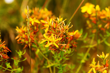 Hypericum flowers (Hypericum perforatum or St John's wort) on the meadow , selective focus on some flowers