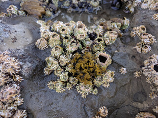 The view of algae and shells in a rock pool at low tide.
