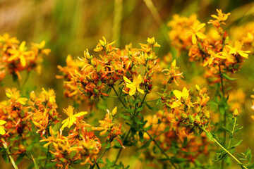 Hypericum flowers (Hypericum perforatum or St John's wort) on the meadow , selective focus on some flowers