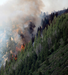 Pine Gulch Wildfire Colorado